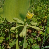 Limnocharis flava (L.) Buchenau